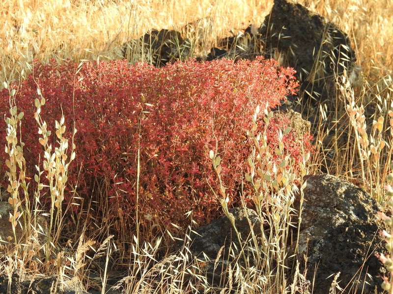 Euphorbia hierosolymitana photo 5