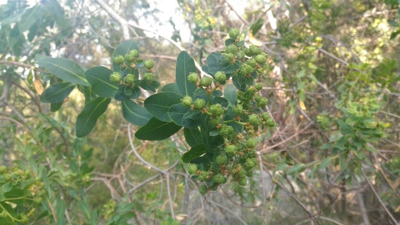 Euphorbia hierosolymitana photo 6