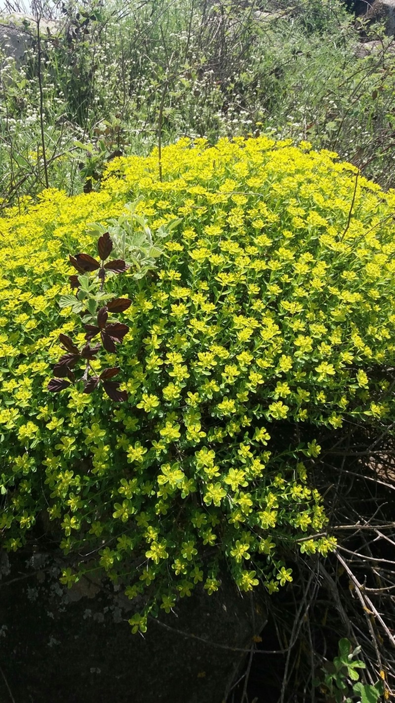 Euphorbia hierosolymitana photo 7