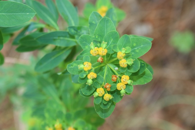 Euphorbia hierosolymitana var. hierosolymitana