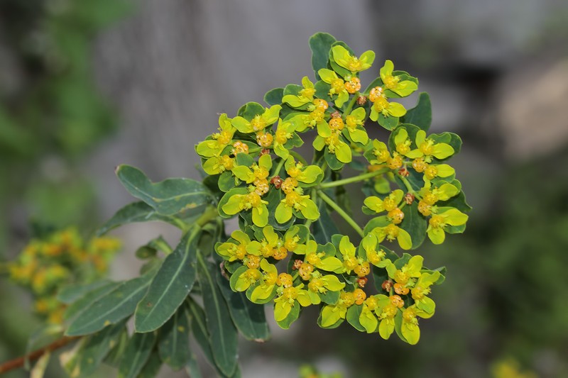 Euphorbia hierosolymitana var. hierosolymitana photo 2