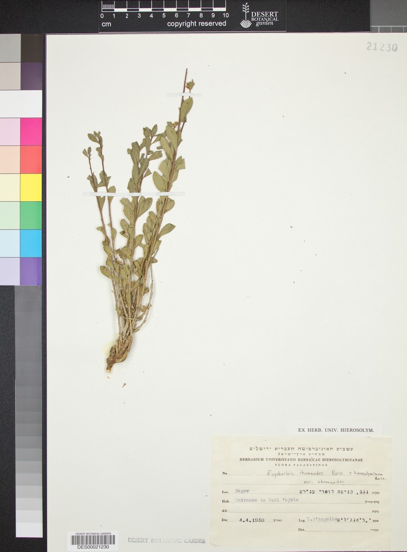 Euphorbia hierosolymitana var. hierosolymitana photo 3
