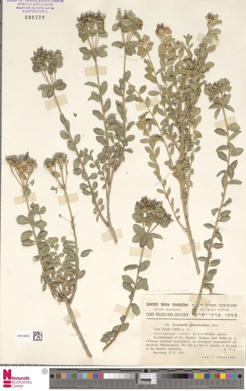 Euphorbia hierosolymitana var. hierosolymitana photo 4