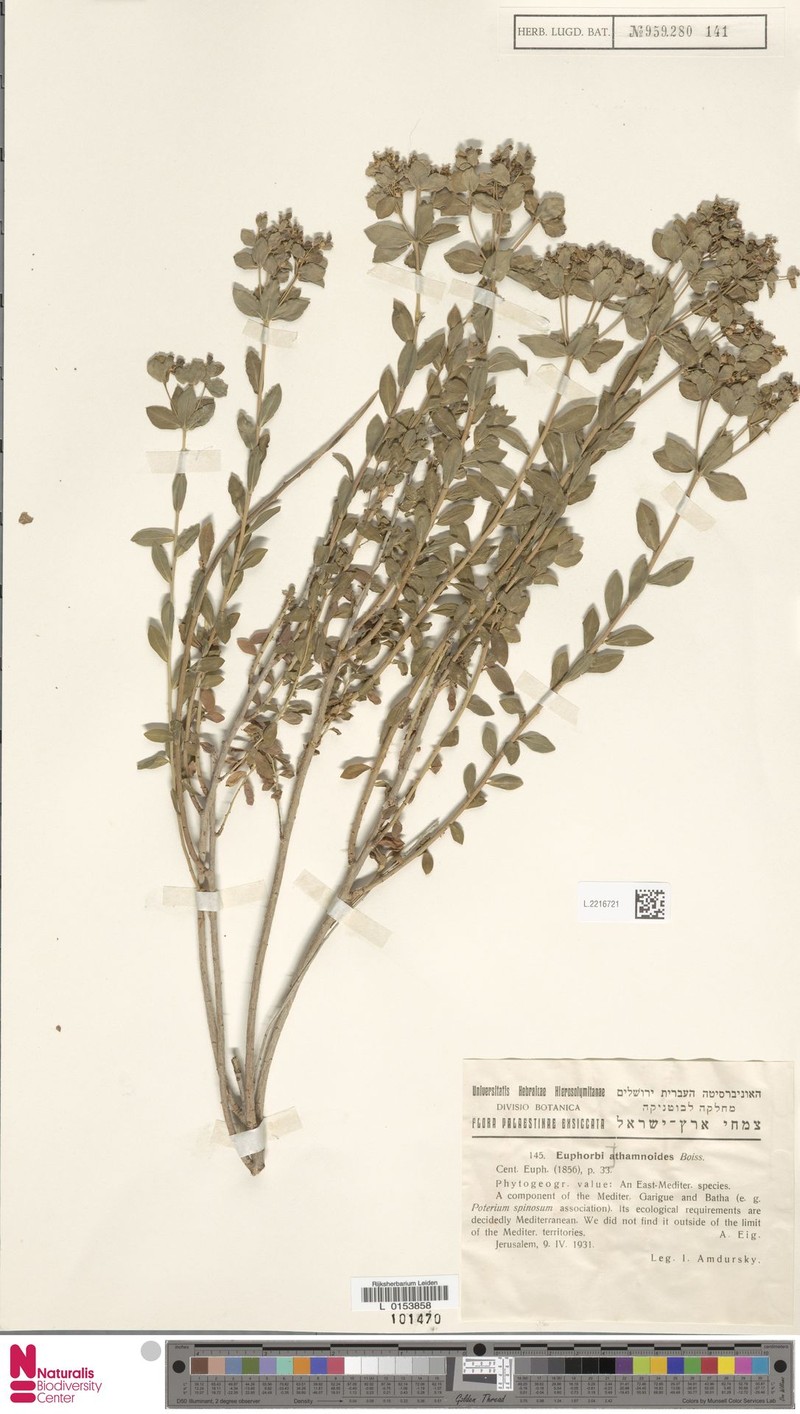 Euphorbia hierosolymitana var. hierosolymitana photo 5