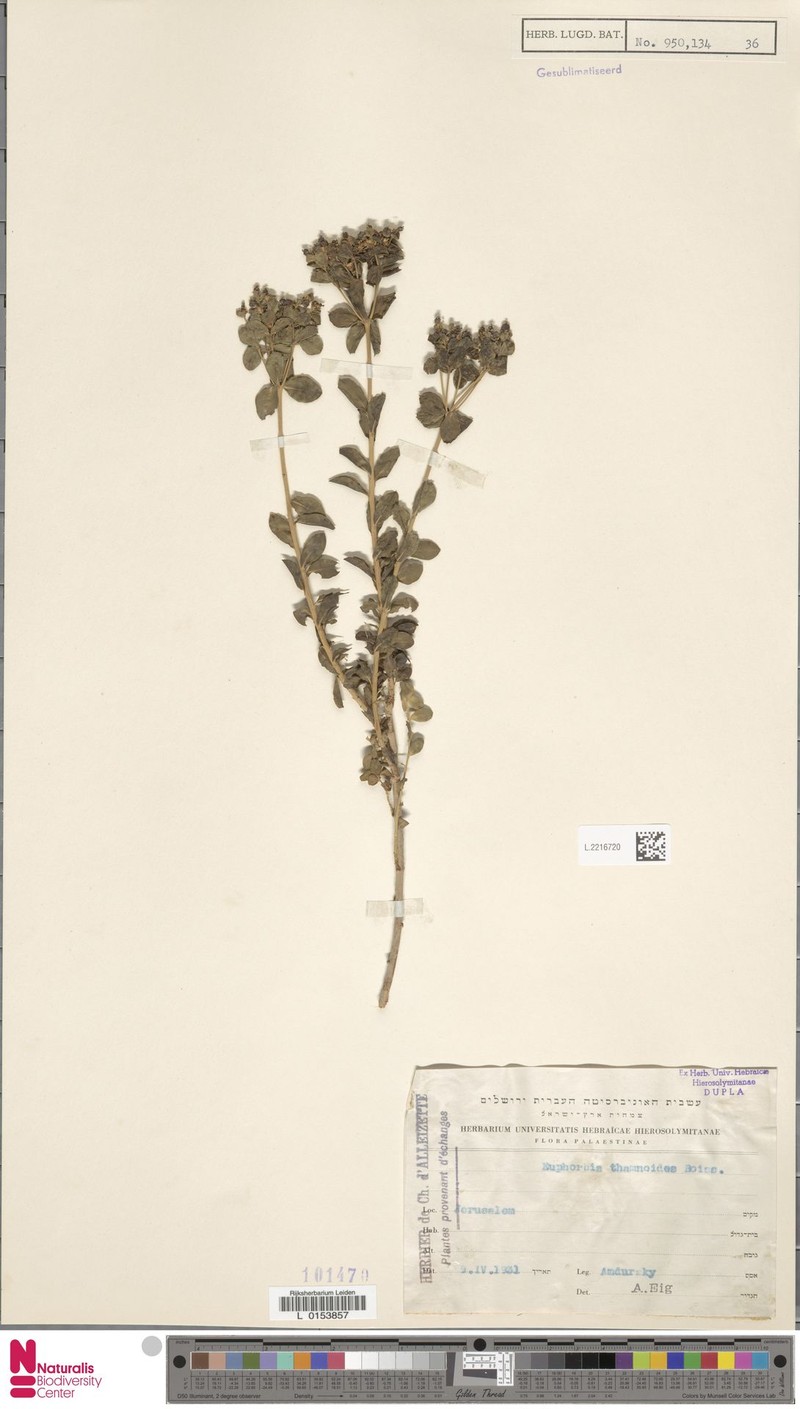 Euphorbia hierosolymitana var. hierosolymitana photo 6