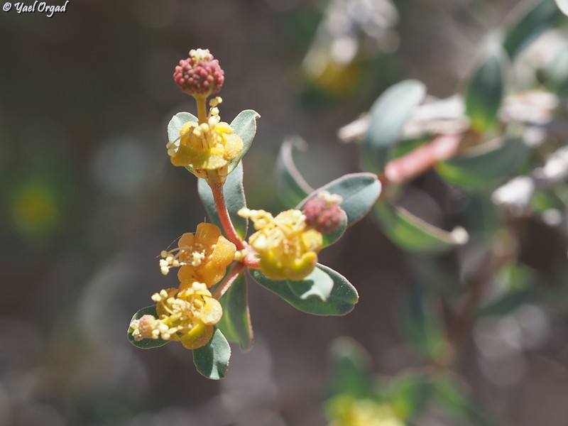 Euphorbia hierosolymitana var. ramanensis