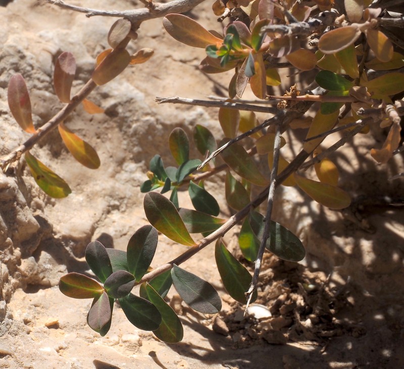 Euphorbia hierosolymitana var. ramanensis photo 2