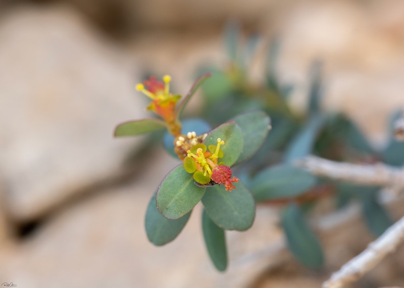 Euphorbia hierosolymitana var. ramanensis photo 3