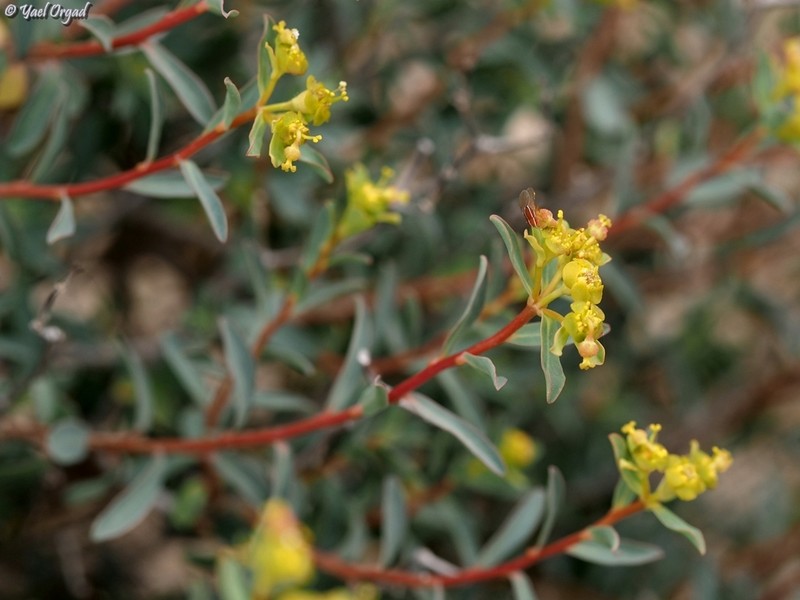 Euphorbia hierosolymitana var. ramanensis photo 4