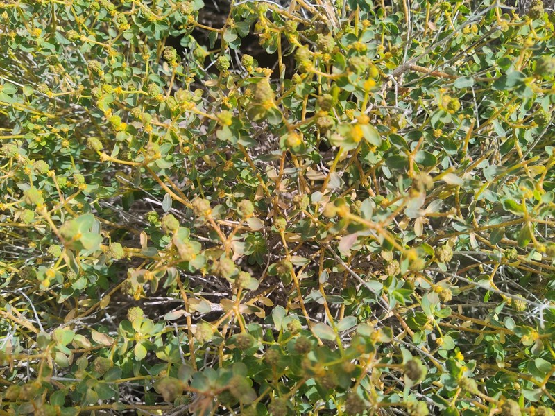 Euphorbia hierosolymitana var. ramanensis photo 5