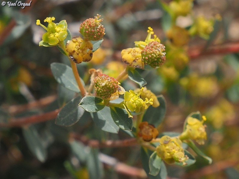 Euphorbia hierosolymitana var. ramanensis photo 6