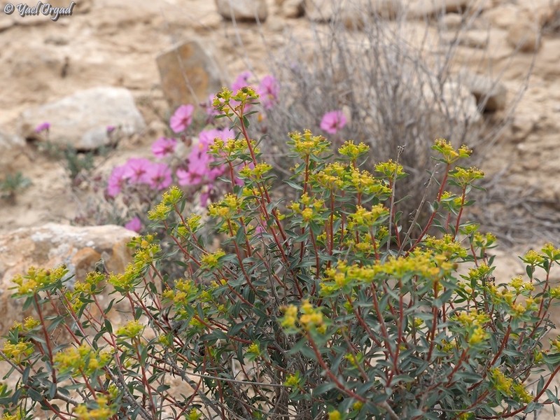 Euphorbia hierosolymitana var. ramanensis photo 7