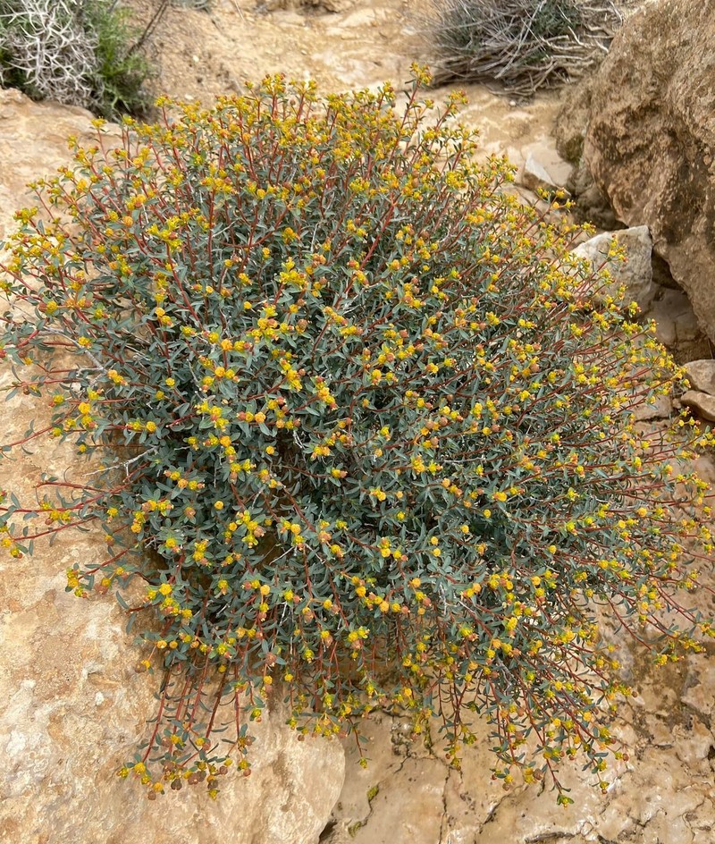 Euphorbia hierosolymitana var. ramanensis photo 8