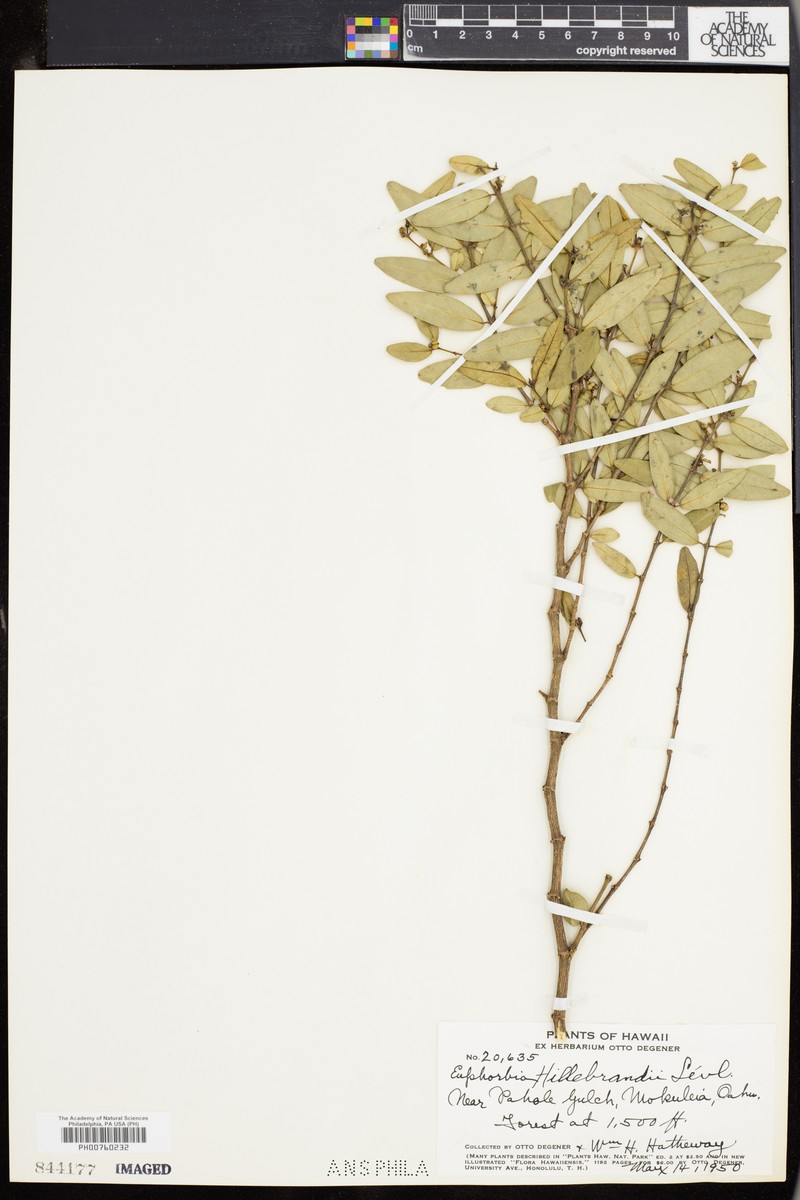 Euphorbia hillebrandii photo 2