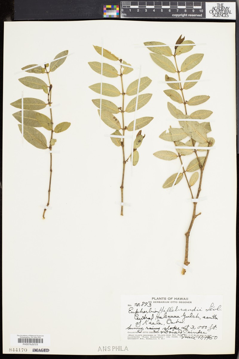 Euphorbia hillebrandii photo 3