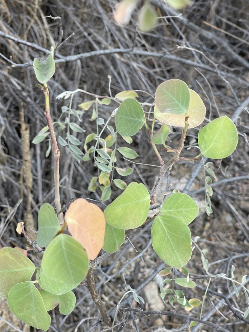 Euphorbia hindsiana photo 3