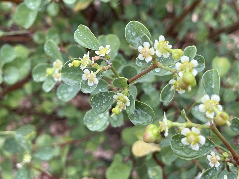 Euphorbia hindsiana photo 4