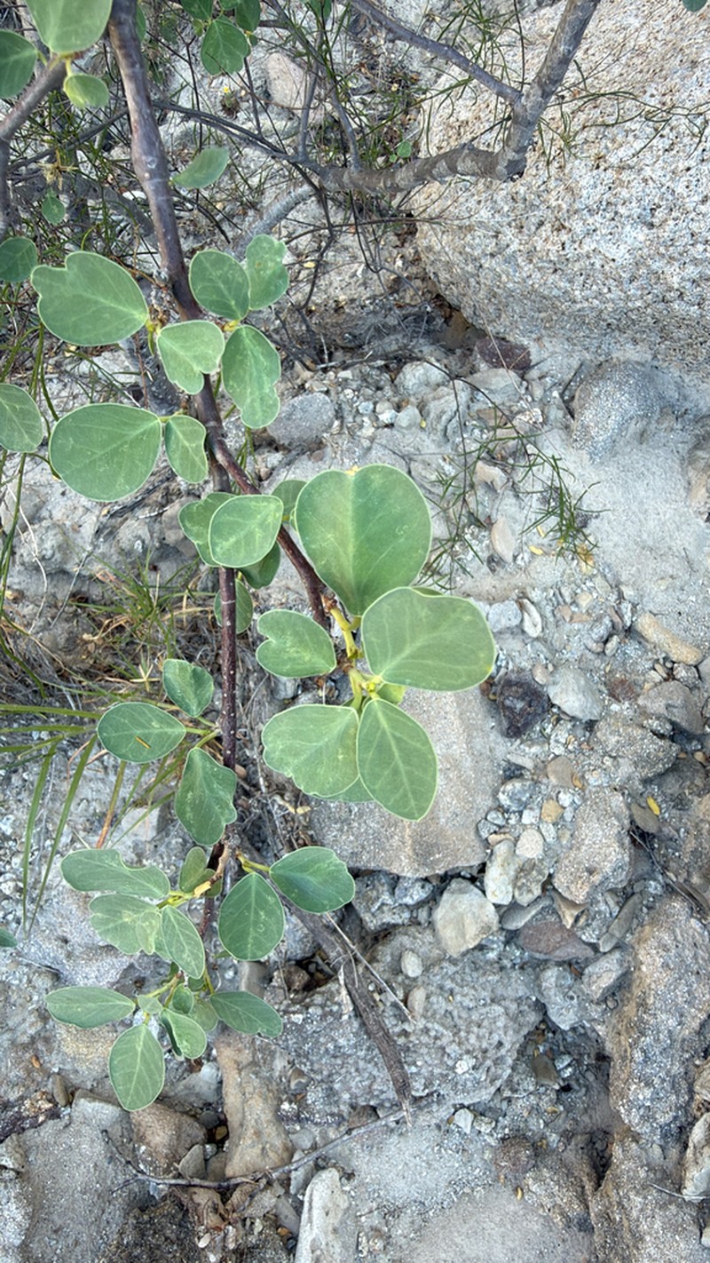 Euphorbia hindsiana photo 5