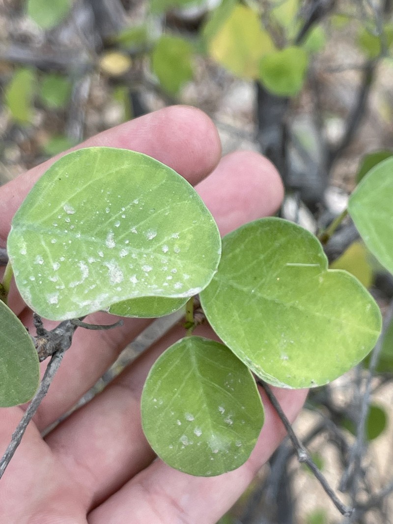 Euphorbia hindsiana photo 6
