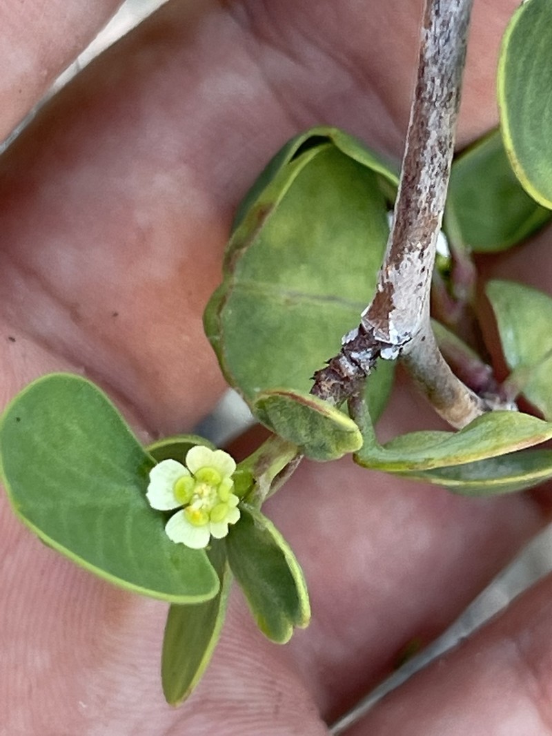 Euphorbia hindsiana photo 7