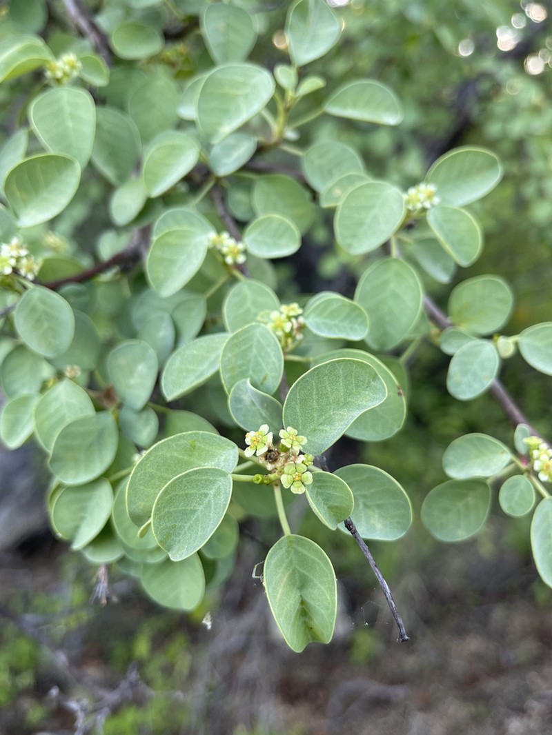 Euphorbia hindsiana photo 8
