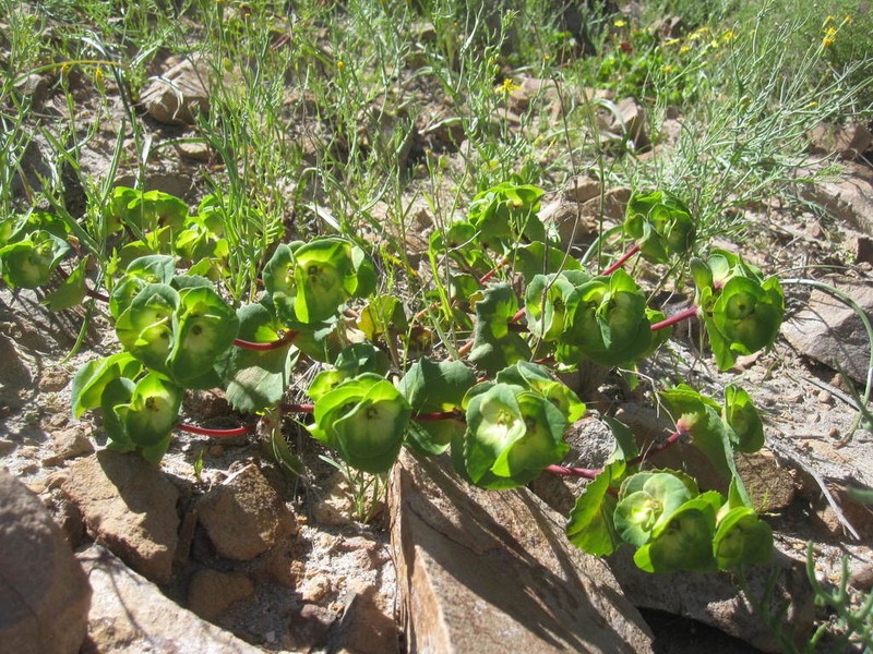 Euphorbia hinkleyorum