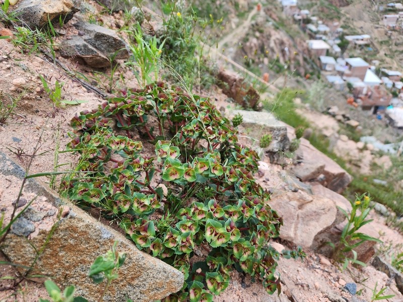 Euphorbia hinkleyorum photo 2