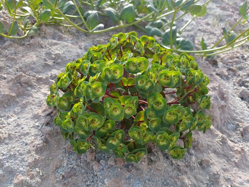 Euphorbia hinkleyorum photo 3