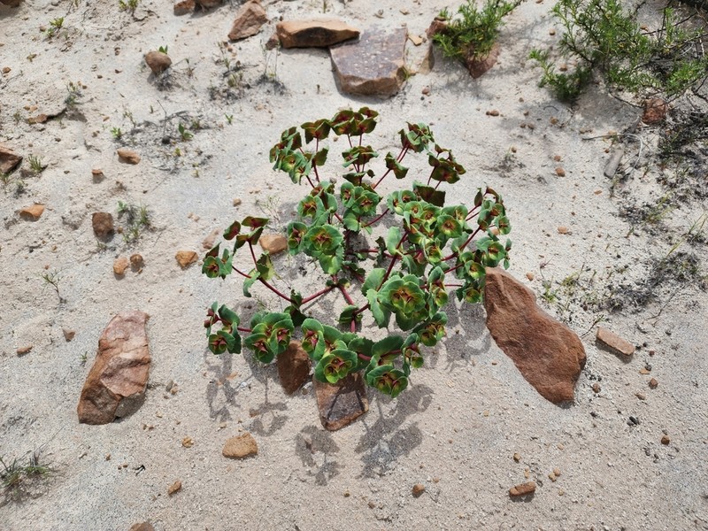 Euphorbia hinkleyorum photo 4