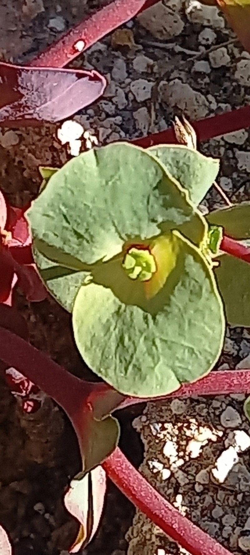 Euphorbia hinkleyorum photo 6