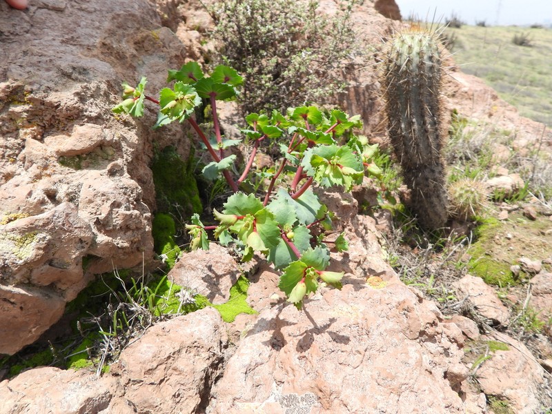 Euphorbia hinkleyorum photo 7