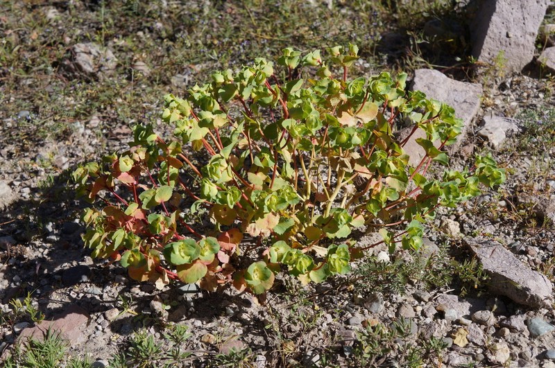 Euphorbia hinkleyorum photo 8