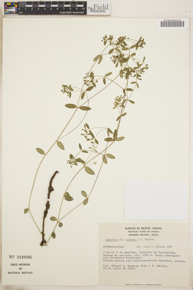 Euphorbia hintonii