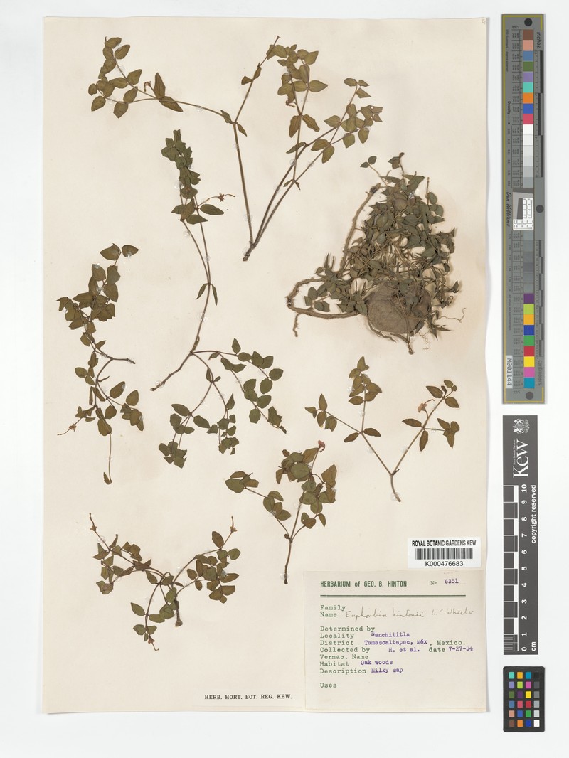 Euphorbia hintonii photo 4