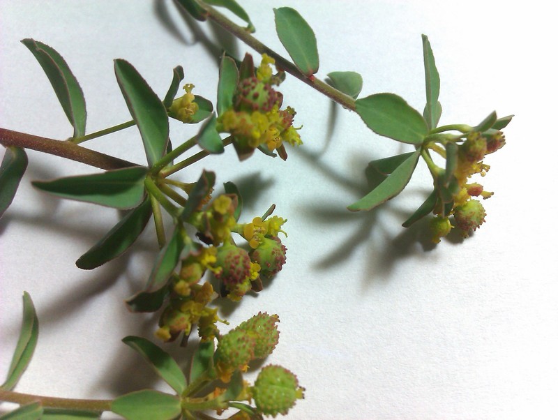 Euphorbia hirsuta