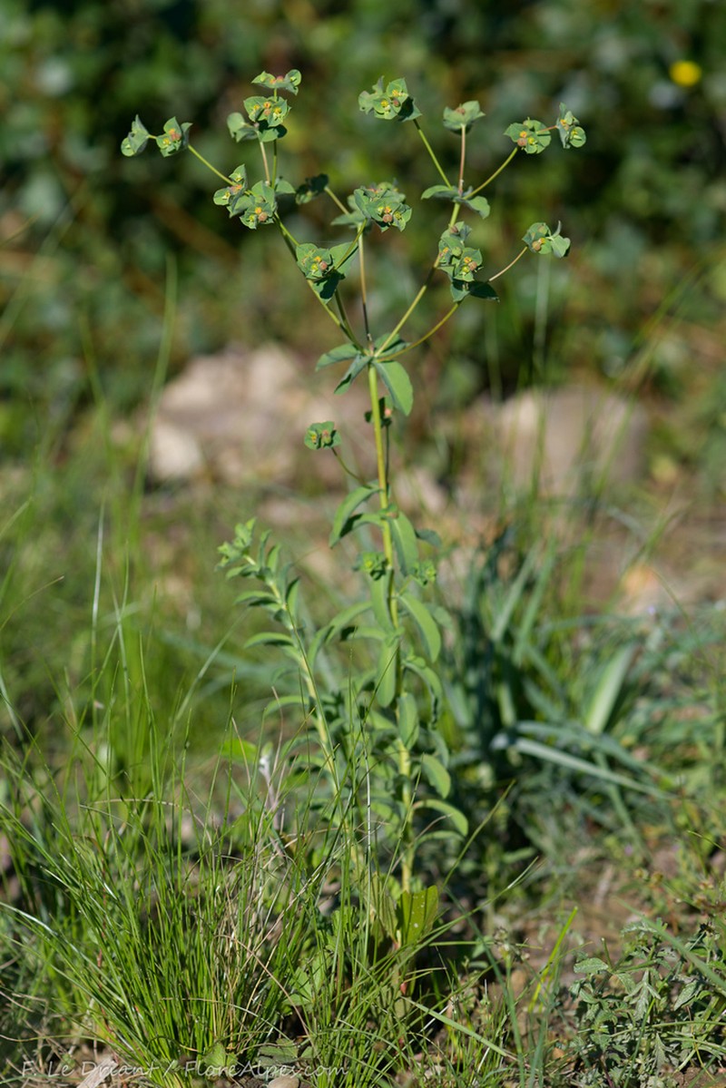 Euphorbia hirsuta photo 2