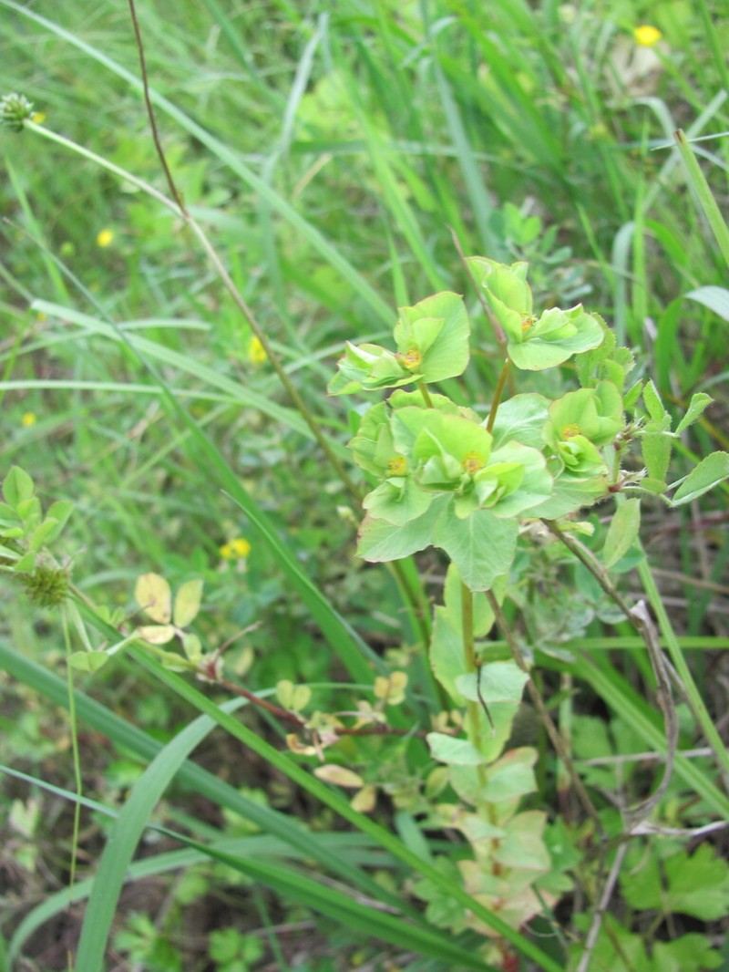 Euphorbia hirsuta photo 3