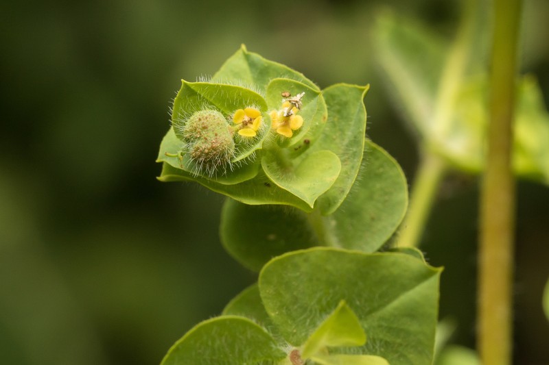 Euphorbia hirsuta photo 4