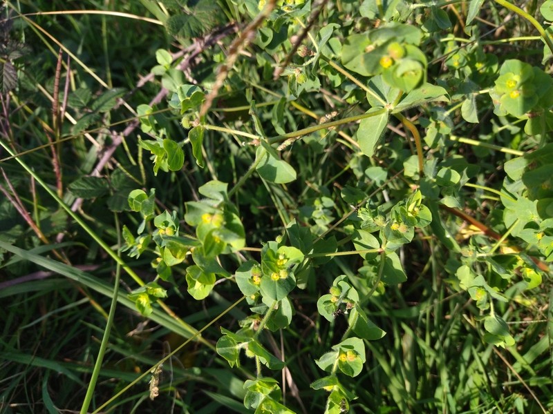 Euphorbia hirsuta photo 5