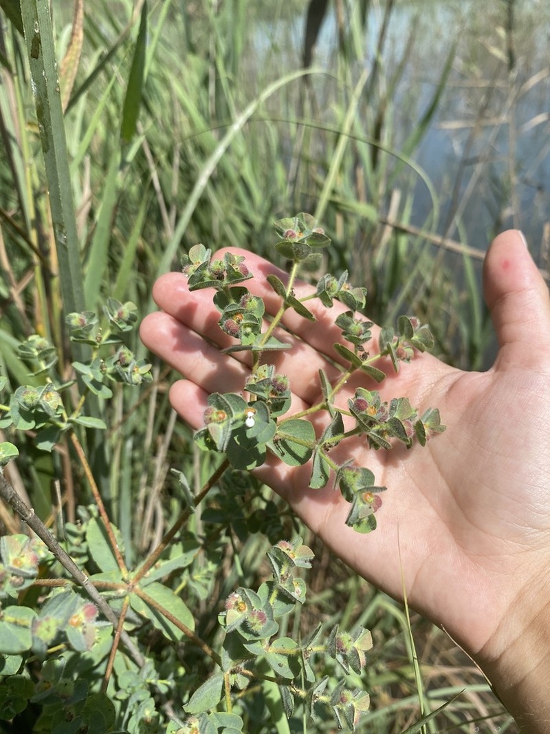 Euphorbia hirsuta photo 6