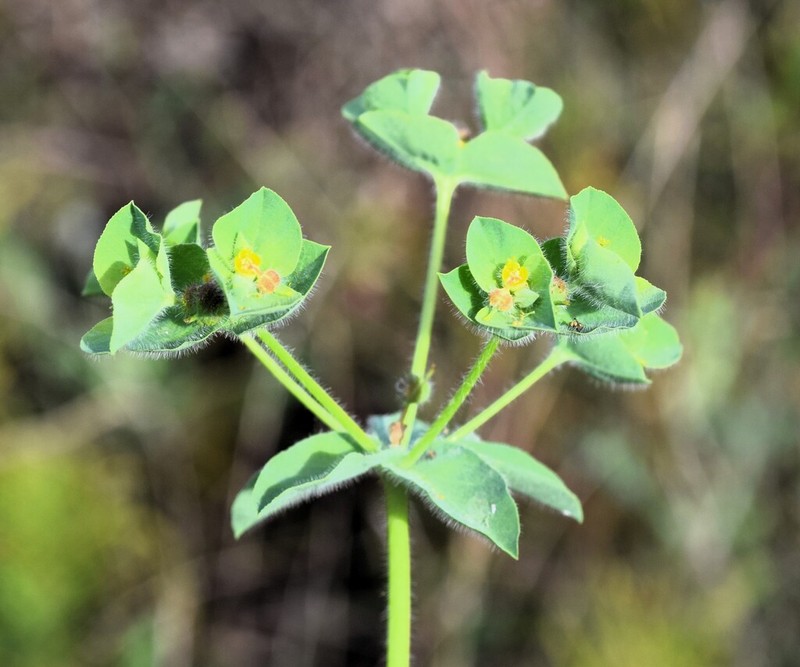 Euphorbia hirsuta photo 7