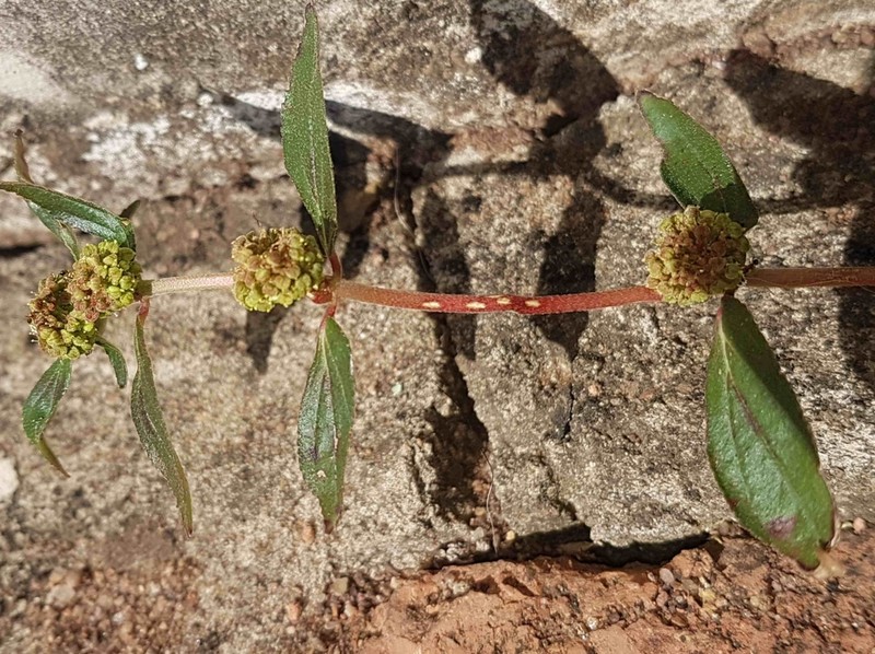 Pillpod Sandmat photo 4