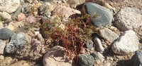 Euphorbia hirtella