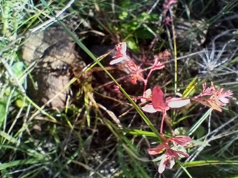 Euphorbia hirtella photo 2