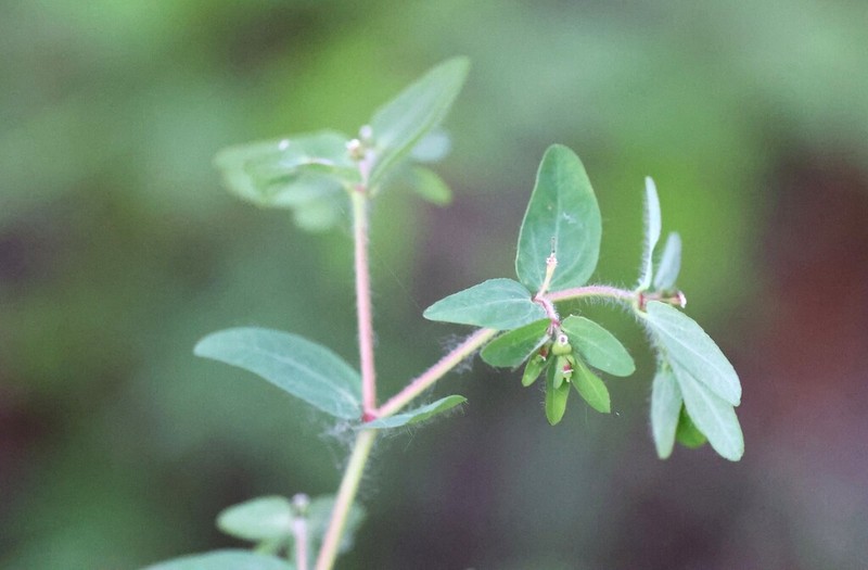 Euphorbia hirtella photo 3