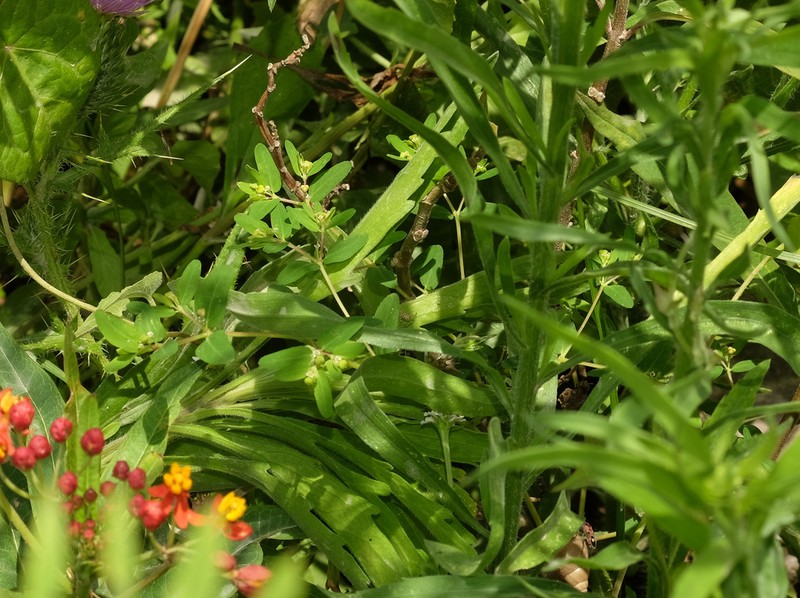Euphorbia hirtella photo 4