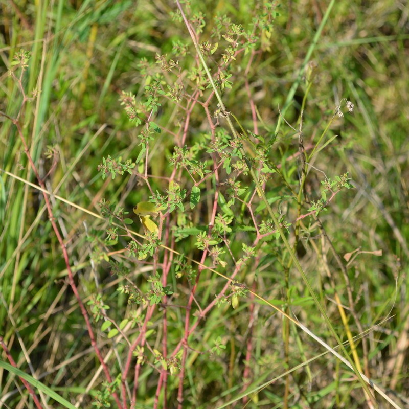 Euphorbia hirtella photo 5
