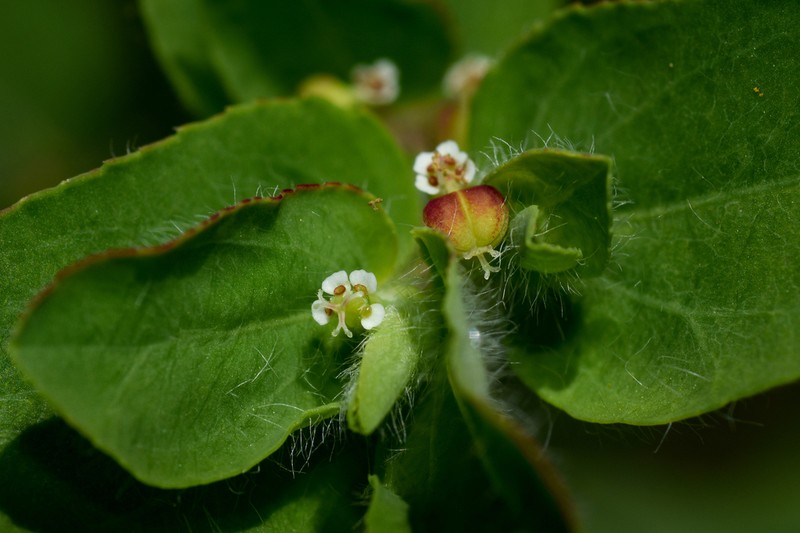 Euphorbia hirtella photo 6