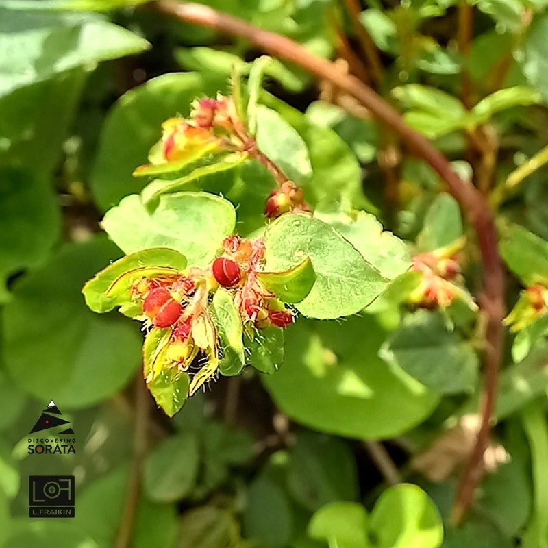 Euphorbia hirtella photo 7