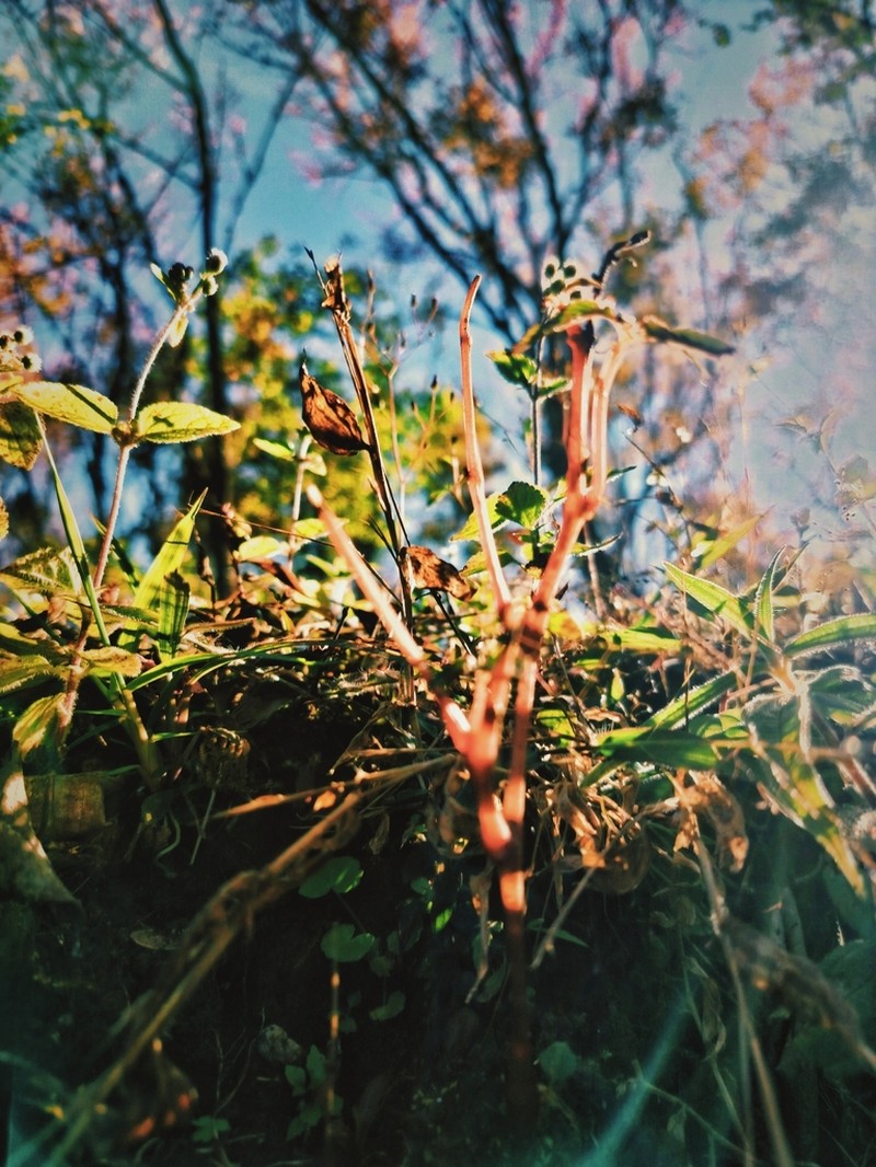 Euphorbia hirtella photo 8